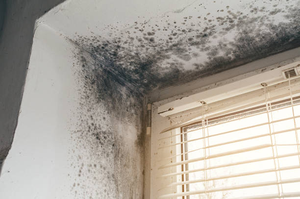 Affordable Mold Removal solutions in Saint James, NY